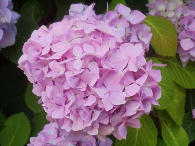 Ortanca çiçek leylak.