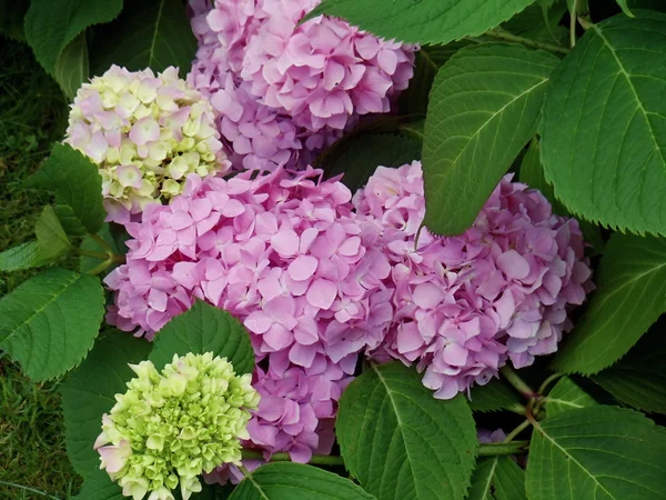 Zomer. bloeiende tuin Hortensia in juli. — Stockfoto