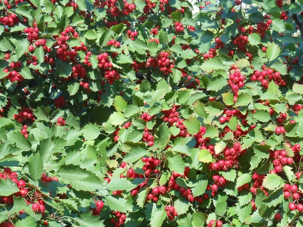 Abundancia de bayas rojas brillantes en un arbusto de espino en un día soleado de septiembre . —  Fotos de Stock