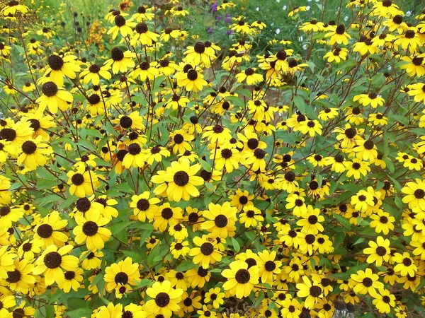 Automne fleurs jaune vif . — Photo