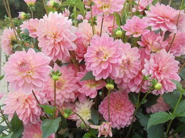 sonbahar. bir sürü Park pembe dahlias.