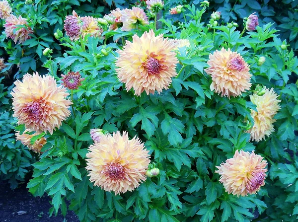 Couleurs d'automne. Septembre fleurs magnifiques dahlias . — Photo