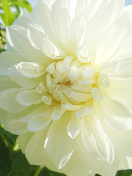 特写。在阳光下有吸引力白色大丽花. — 图库照片
