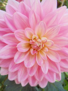 yakın çekim. Eylül ayında hafif pembe dahlia.