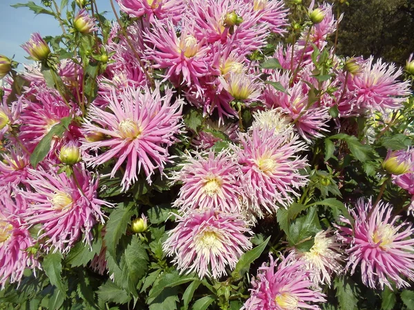 Un tas de beaux dahlias par une journée ensoleillée de septembre . — Photo