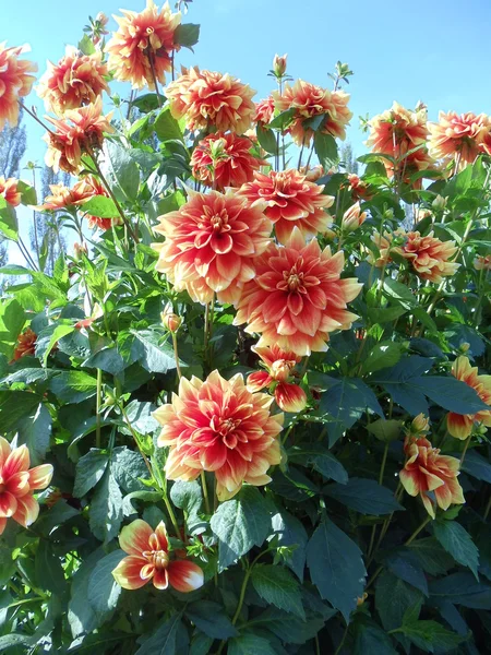 A bunch of September blossoming dahlias on a sunny day. — Stock Photo, Image