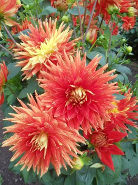 sonbahar. geçen Eylül ayında parlak çiçek açması dahlias.