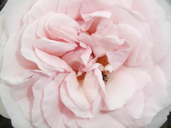 Primo piano. Gentili petali di rosa pallido con un'ape che raccoglie polline . — Foto Stock
