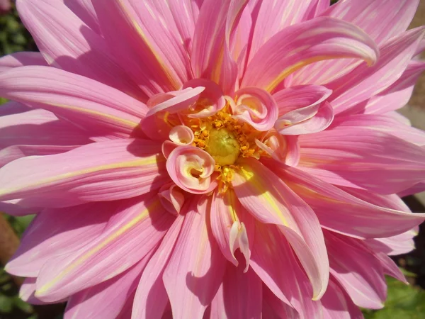 Close-up. Floração rosa brilhante setembro dahlia em um dia ensolarado . — Fotografia de Stock