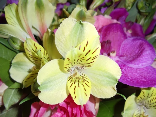 Naturalne żółtą lilię na tle kwiat. szczelnie-do góry. — Zdjęcie stockowe