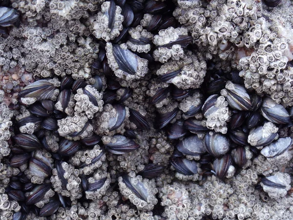 Contexto. Abundância de conchas oceânicas na pedra . — Fotografia de Stock