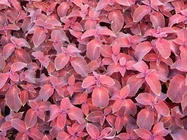 Красный и фиолетовый листья фона. Текстура. Крупный план . — стоковое фото