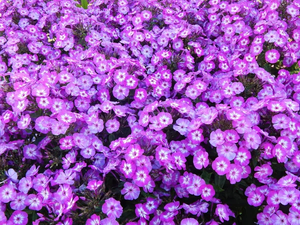 Des phloxes en fleurs. Fleurs bleues et violettes fond . — Photo