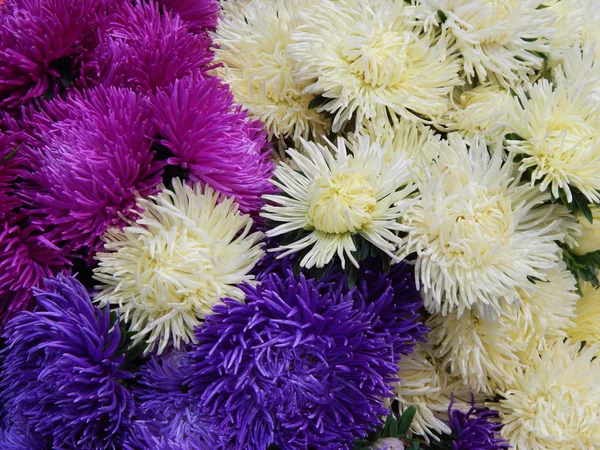 A bunch of various bright blossoming asters. Flowers background. — Stock Photo, Image