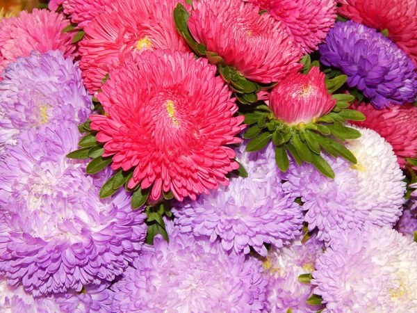 Ein Bündel verschiedener leuchtend blühender Astern. Blumen Hintergrund. — Stockfoto