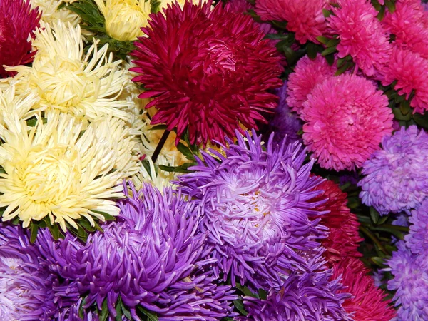 A bunch of various blossoming asters. Flowers background. — Stock Photo, Image