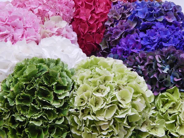 Bakgrund. en krans från hortensior i olika färger. internationell utställning "blommor expo 2013", Moskva. september, 2013. — Stockfoto