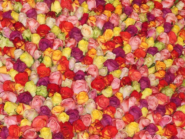 Roses background. A panel decorated with hundreds of various roses. International exhibition "Flowers Expo 2013", Moscow. September, 2013. — Stock Photo, Image