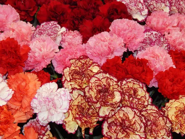 Background.A bunch of various carnations.International exhibition "Flowers Expo 2013", Moscow. September, 2013. — Stock Photo, Image