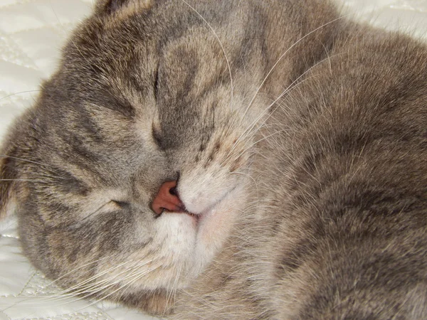 The Grey Cat sleeping — Stock Photo, Image