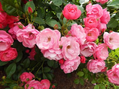 Arka plan. Botanik Bahçesi, Moskova gül. Haziran 2014.