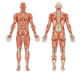 Anatomie der männlichen Muskulatur - Hinter- und Vorderansicht - Ganzkörper