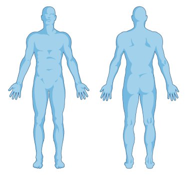 erkek vücut - insan vücudunun anahat - anterior ve posterior görünümü - tam vücut şekilleri