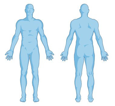 Male body shapes - human body outline - posterior and anterior view - full body clipart
