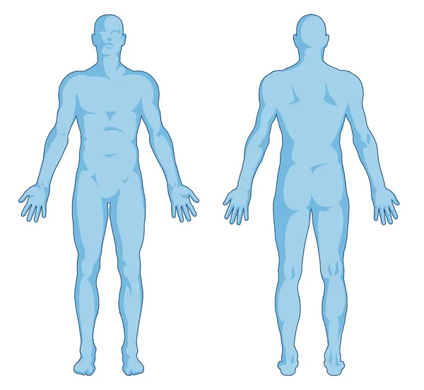 Formes du corps masculin - contour du corps humain - vue postérieure et antérieure - corps entier — Photo