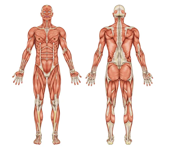 Анатомия мужской мышечной системы - задний и передний вид - полное тело — стоковое фото