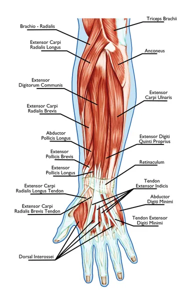 Anatomía del sistema muscular - mano, antebrazo, músculo de la palma - tendones, ligamentos - tablero educativo - biológico — Foto de Stock