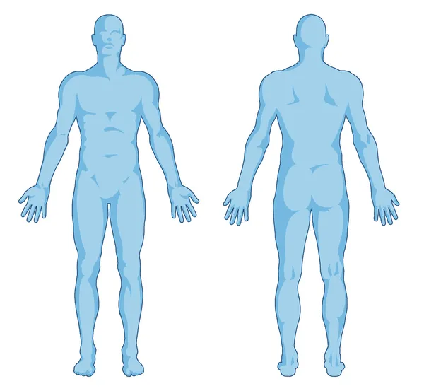 Männliche Körperformen - menschliche Körperumrisse - hintere und vordere Ansicht - Ganzkörper Stockfoto