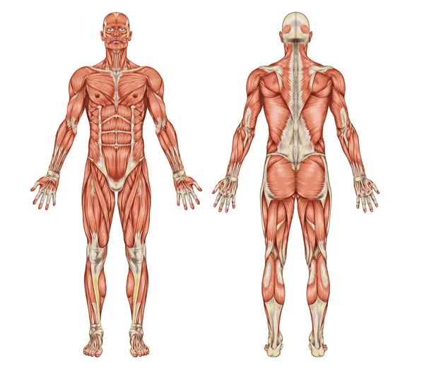 Anatomie der männlichen Muskulatur - Hinter- und Vorderansicht - Ganzkörper lizenzfreie Stockbilder