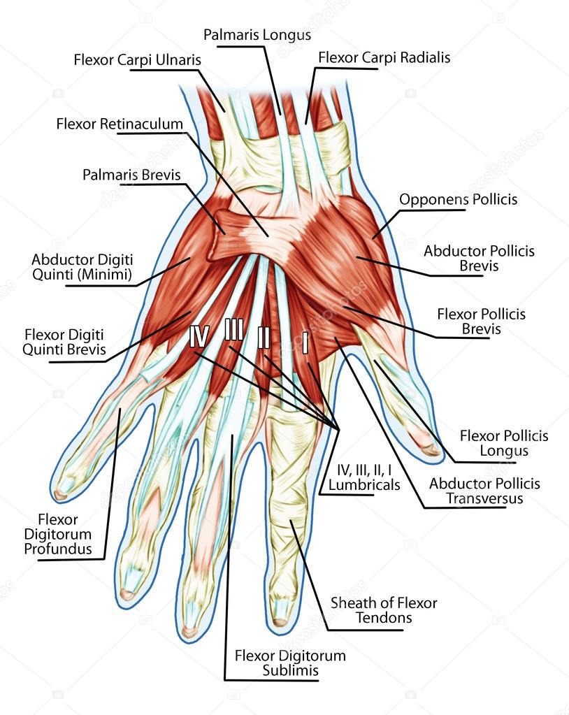 Anatomy of muscular system - hand, palm muscle - tendons, ligaments - educational biological board