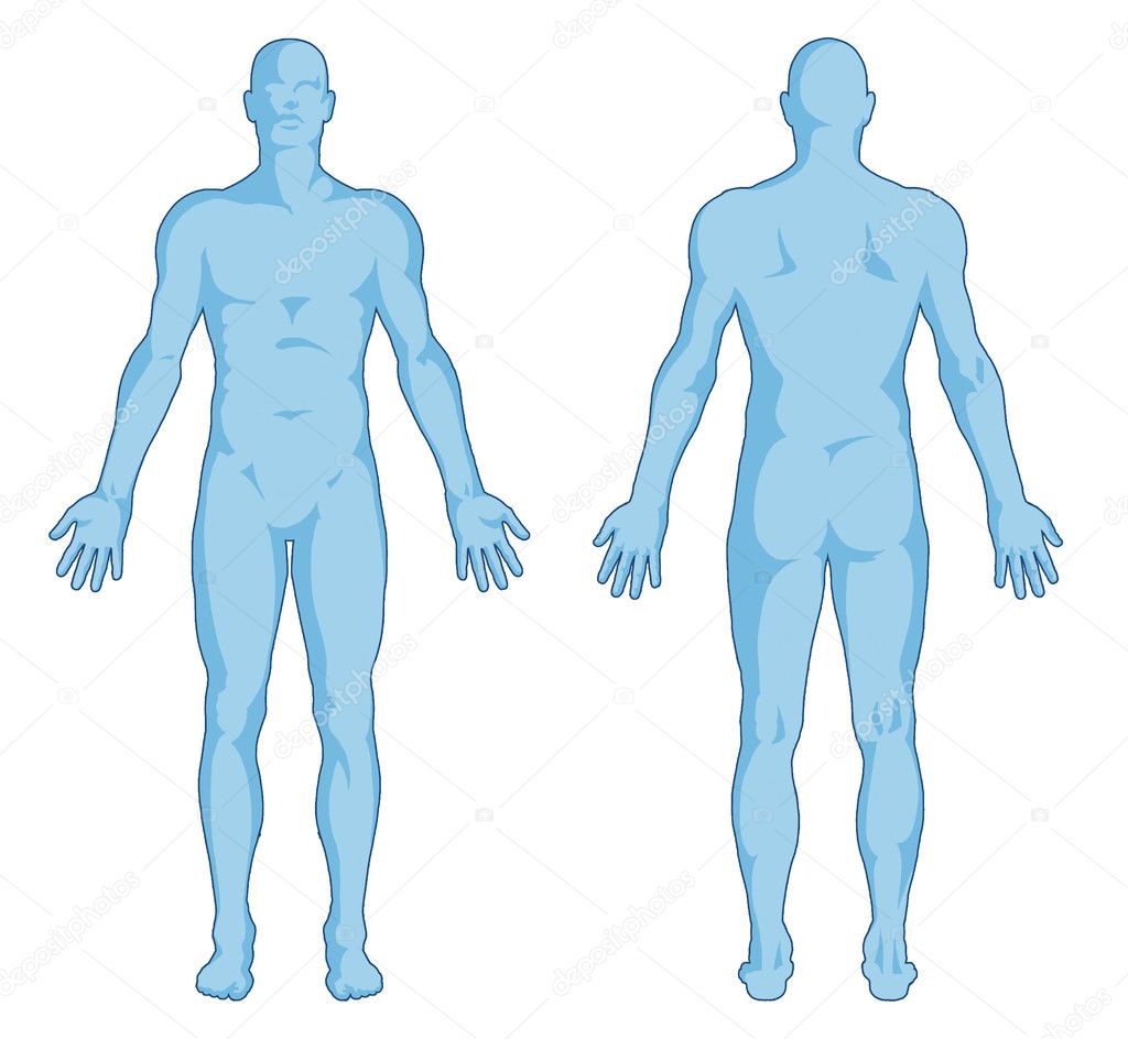 Male body shapes - human body outline - posterior and anterior view - full body