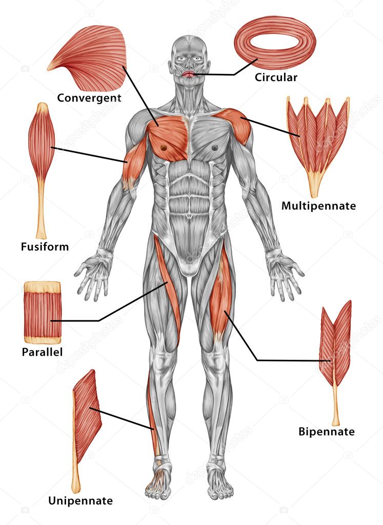 Anatomy of male muscular system - posterior view of type muscle - full body