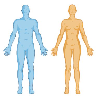 Female male body shapes – human body outline - anterior view - full body clipart