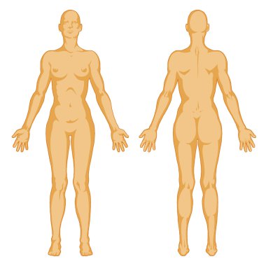 Female body shapes – human body outline - posterior and anterior view - full body clipart