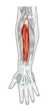Anatomy of muscular system – hand, forearm, palm muscle - tendons, ligaments – educational biological board clipart