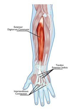 Kas sistemi anatomisi? el, kol, kas - tendon, bağ palmiye? Eğitim biyolojik kurulu