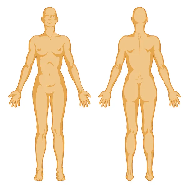 Female body shapes – human body outline - posterior and anterior view - full body — Stok fotoğraf