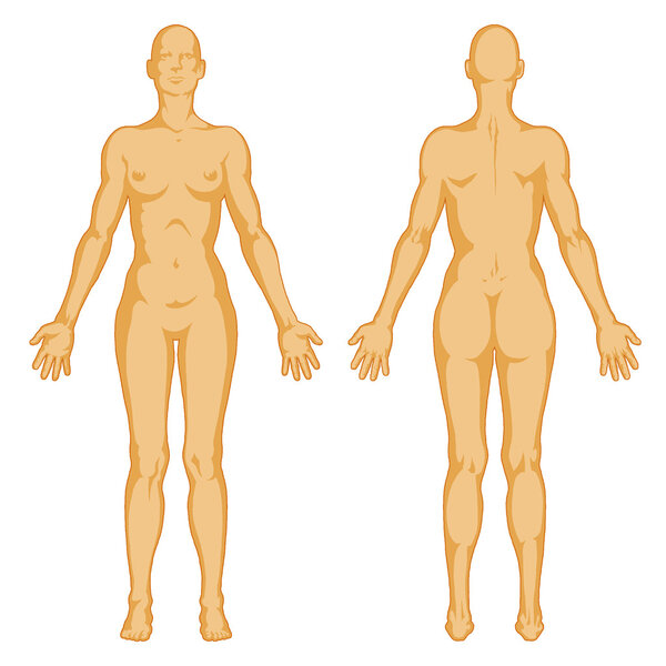 Female body shapes – human body outline - posterior and anterior view - full body