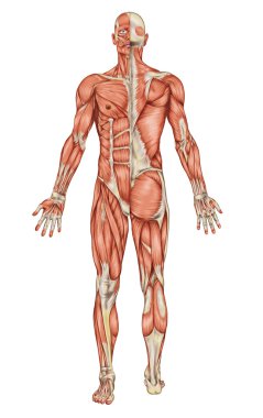 Anatomy of male muscular system - posterior and anterior view - full body clipart