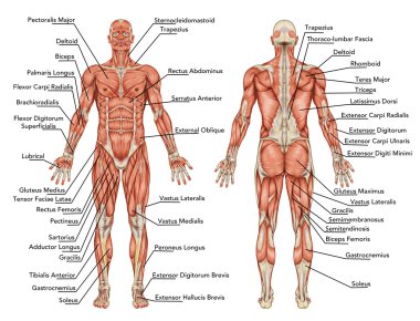 Anatomy of male muscular system - posterior and anterior view - full body - didactic