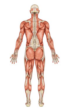 erkek kas sistemi arka görünümü tam vücut anatomisi