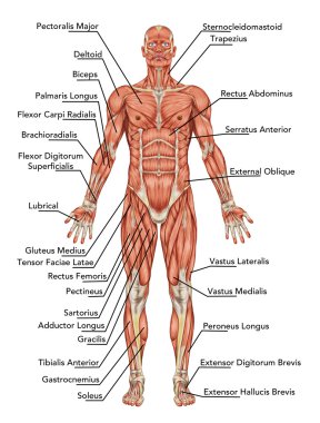 Adam kas sistemi - ön görünüm anatomisi? didaktik