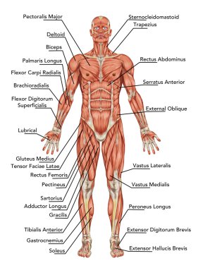 Anatomy of man muscular system - anterior view – didactic