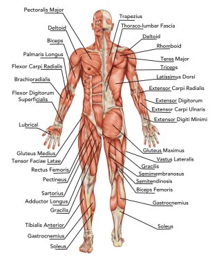 Anatomy of male muscular system - posterior and anterior view - full body – didactic