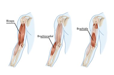 Biceps Brachii, Brachioradial, Brachialis kas? didaktik