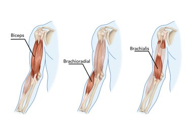 Biceps, Brachii, Brachioradial, Brachialis muscles – didactic clipart